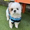 mochi_0402