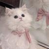 Pom SNSデザイン