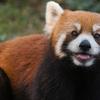 カウンセラー　心理　相談屋