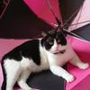 あみよん