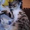 おこめ姉