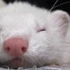 ferret３
