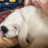 ふわふわ四葉