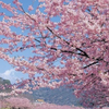 春野　桜子