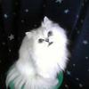 風舞−まい−