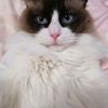 ねこ薬師