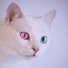 nekoの掌