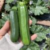 なゆママ〜小さな菜園より