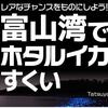 Tatsuya ホタルイカ