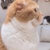葵ゆうり