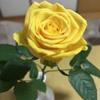 のがみ　きき