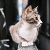 Ritz Lab｜デザインと事務の自動化