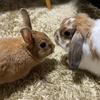 健康まさお