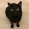 黒猫＠依頼