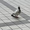 その辺にいるごく普通の人間