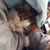猫の鑑定士