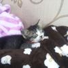 猫猫猫