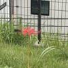 ヒツナア