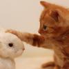 かけはし♪