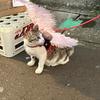 えくさす
