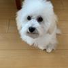curlpi