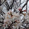 kurosawa_67