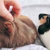 しぐまらいおん