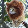 Lionxxx