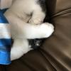 相模の山羊