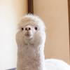 ふわふわおばちゃん
