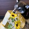 恋愛・人間関係カウンセラー【ミカタ】