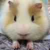 ガラドラ