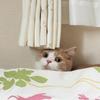 たんちき