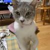 なずぴょい