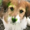 メイ太陽のように
