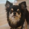 toshiya_1204