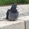 鑑定士す〜さん