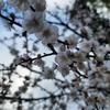 梅子ママのお悩み相談室。