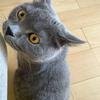 ねこちデザイン