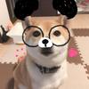 きるぽよ