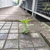 わかばやしじん