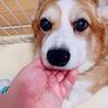 ワダケン