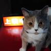 三毛猫の家