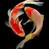 Koi Nobori