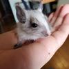 ふあむ