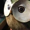わらいばな