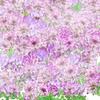 風花雪