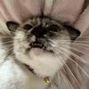 猫の手もかりる開発屋さん
