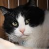 ねこまる12