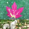 maple2013